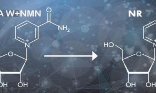 In-depth science: the difference between NMN and NAD+